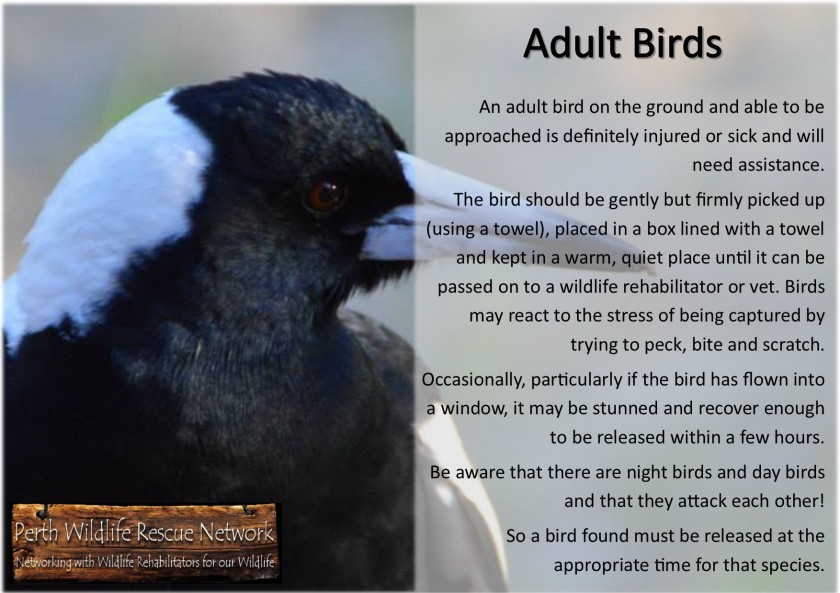 adult birds
